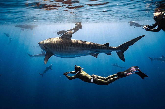 Shark Dive Private Charter No Cage - Why This Tour Could Be Perfect for You