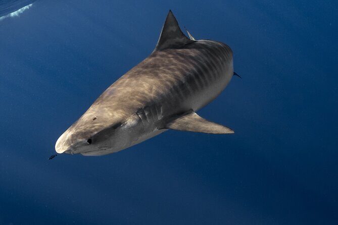 Shark Diving and Snorkeling in Oahu Hawaii - What Makes This Shark Snorkeling Tour Stand Out?