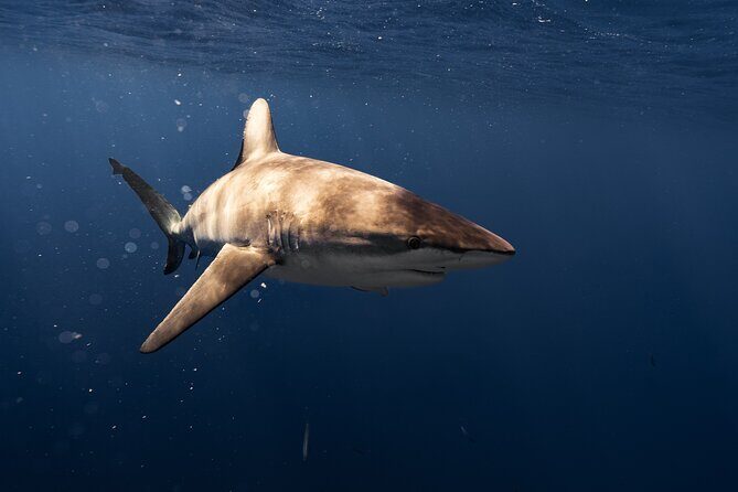 Shark Diving and Snorkeling in Oahu Hawaii - Pricing and Value for Money