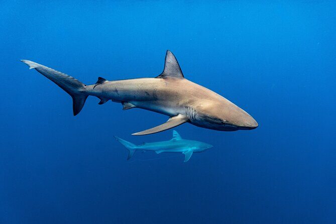 Shark Diving and Snorkeling in Oahu Hawaii - Practical Details