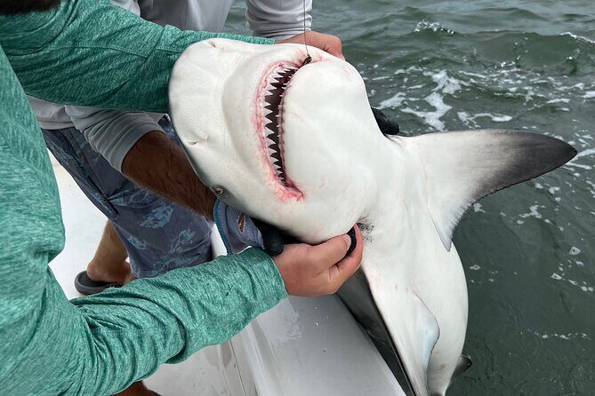 Shark Fishing Tampa Bay - Why This Tour Is Special