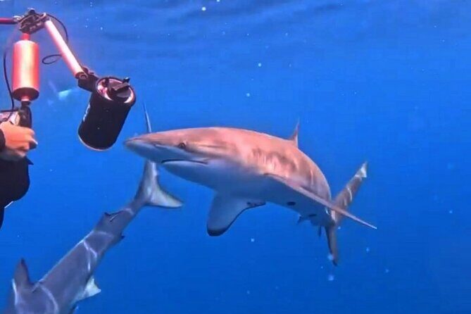 Shark Guided Diving Los Cabos - Authenticity & Real Experiences