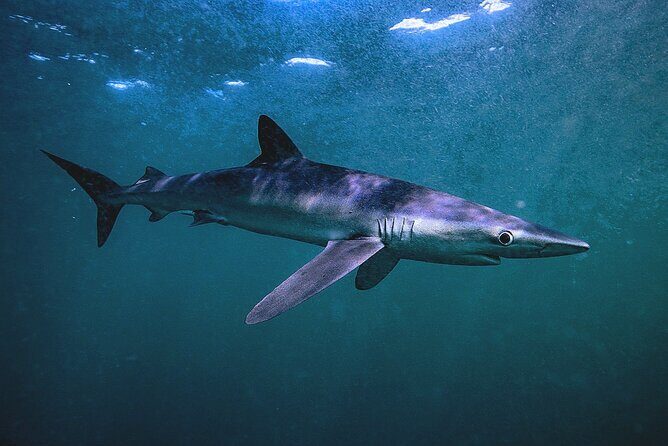 Shark Guided Diving Los Cabos - The Sum Up