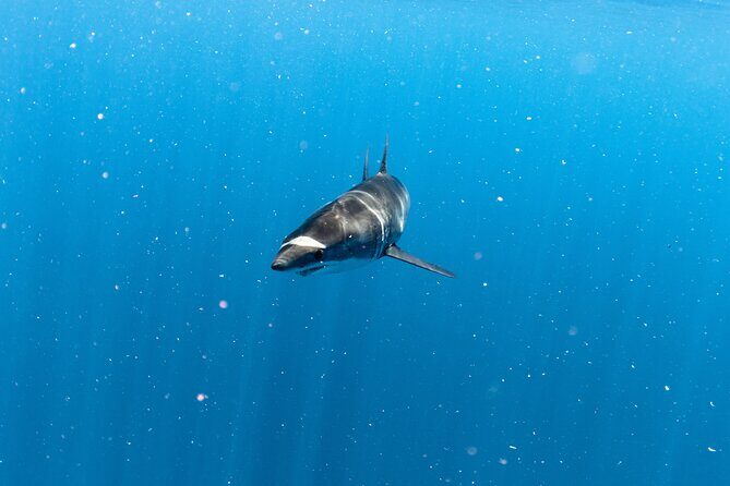 Shark Safari in San Jose del Cabo - Final Thoughts