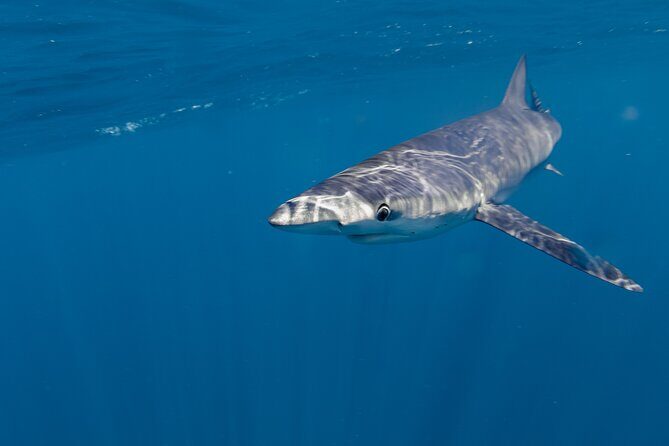 Shark Safari in San Jose del Cabo - FAQs