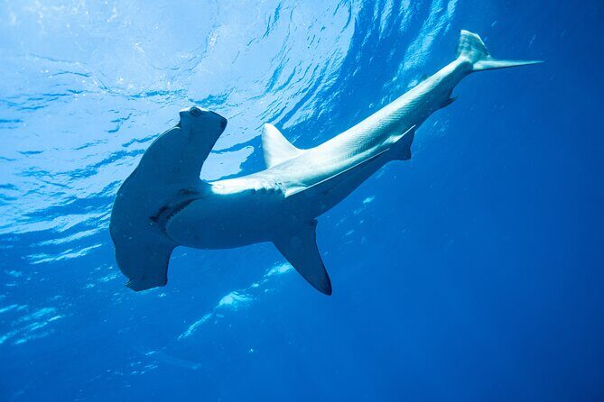 Shark Safari & Snorkel Adventure in Cabo San Lucas - Who Will Love This Tour?