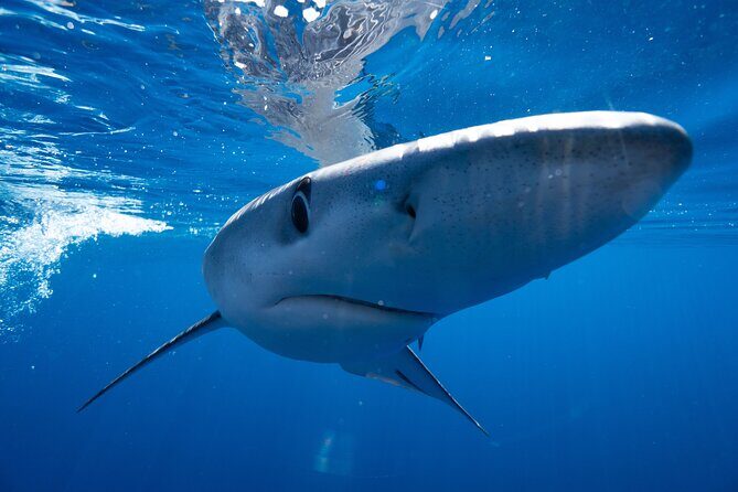 Shark Safari & Snorkel Adventure in Cabo San Lucas - Frequently Asked Questions