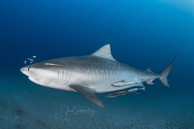 Shark Snorkeling Experience in South Florida - What Makes the Shark Snorkeling Tour Stand Out?