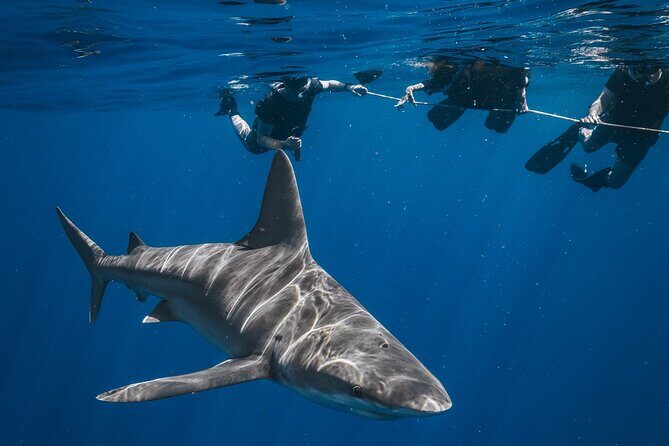 Shark Snorkeling Experience in South Florida - The Itinerary: What You Can Expect