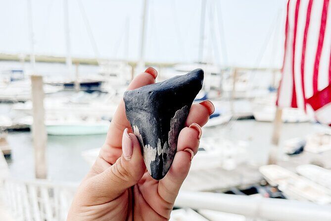 Shark Tooth and Shell Hunting Tour in Charleston, SC - An In-Depth Look at the Shark Tooth & Shell Hunting Tour