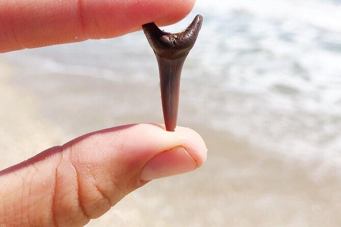 Shark Tooth and Shell Hunting Tour in Charleston, SC - Who Should Consider This Tour?
