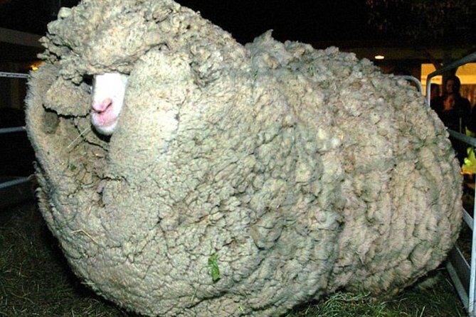 Sheep World Country Tour from Auckland - Introduction: Why This Sheep World Tour Is a Highlight for Curious Travelers