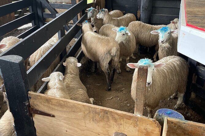 Sheep World Country Tour from Auckland - Pricing and Overall Value