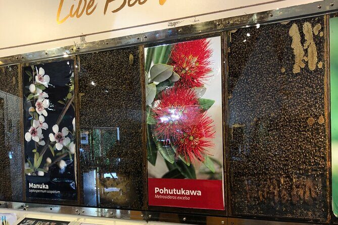 Sheep World Country Tour from Auckland - Who Will Love This Tour?