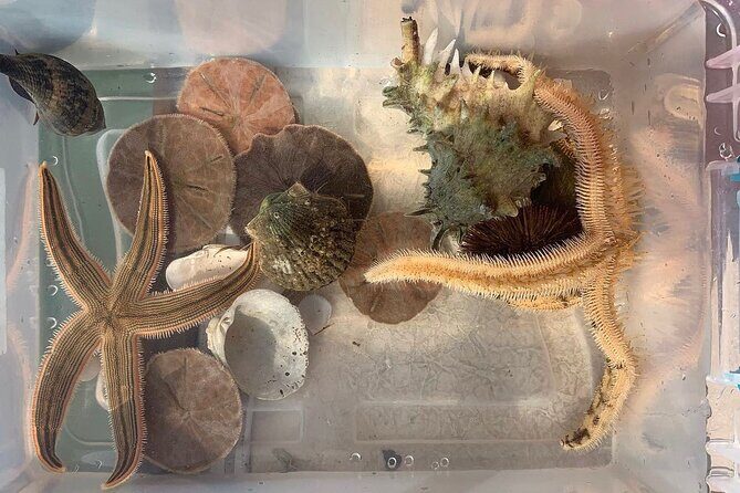 Shell Island Dolphin and Snorkel Boat Tour - An In-Depth Look at the Tour