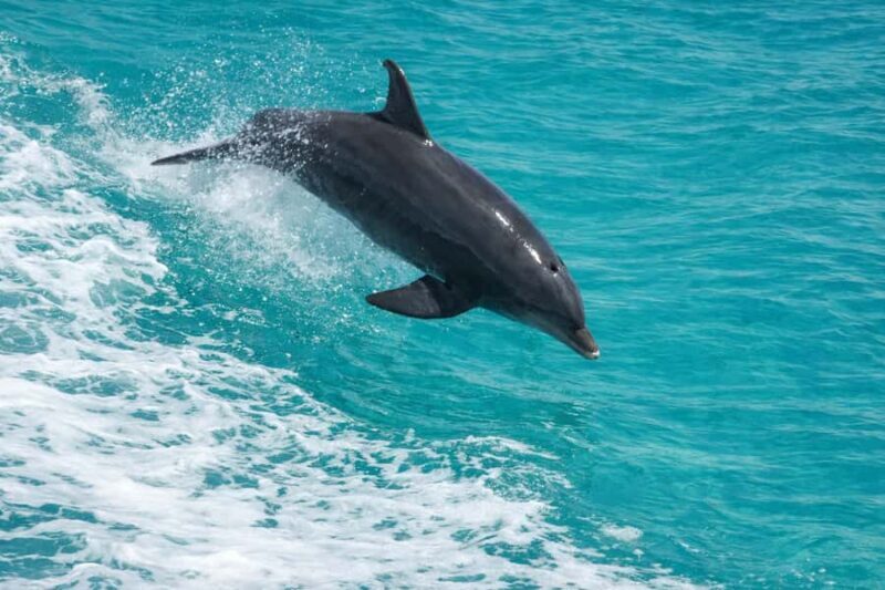 Shell Island Nature & Marine Viewing Tour - Who Is This Tour Best For?
