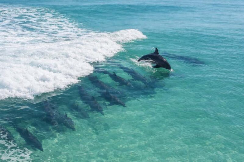 Shell Island Nature & Marine Viewing Tour - FAQ