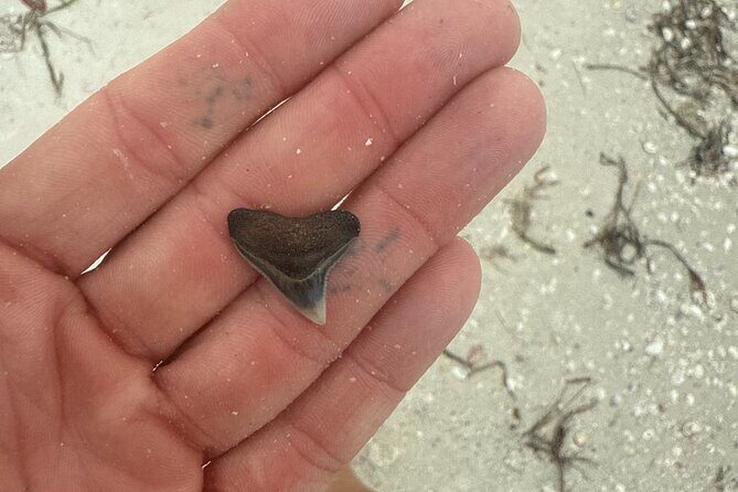 Shell Key Shelling Tour Discover Unique Treasures - St. Pete, FL - A Deep Dive into the Shell Key Shelling Tour