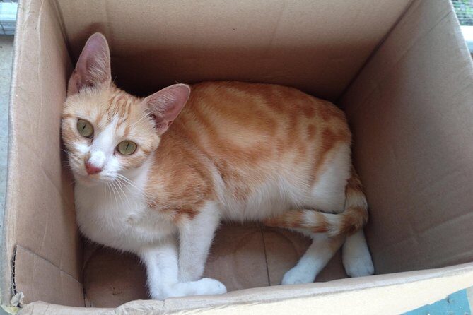 Shelter Visit & Tour - A Closer Look at the Shelter Visit & Tour Experience