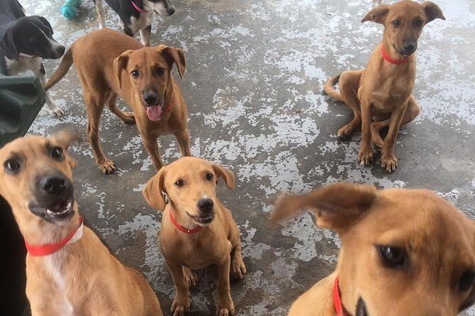 Shelter Visit & Tour - FAQ