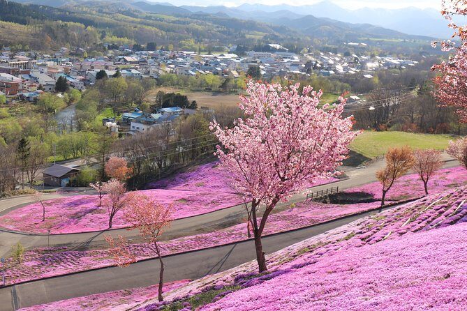 [Shibazakura / Tulip] Going by private car, Shibazakura Takinoue Park and Kamiyubetsu Tulip Park (from Sapporo) - Discovering Hokkaido’s Blossoming Icons: A Deep Dive