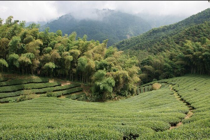Shiding Tea Township: Half-Day chartered Tour from Taipei - An In-Depth Look at the Shiding Tea Township Experience