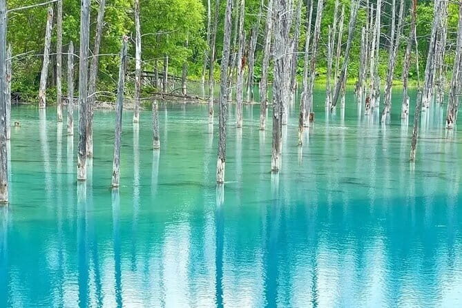 Shikisai-no-Oka and Furano Tour with buffet lunch from Sapporo - Final Thoughts: Who Will Love This Tour?