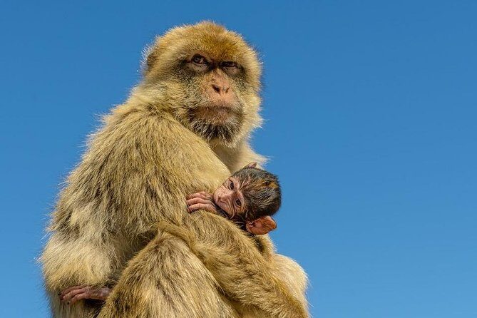 SHORE EXCURSION 3.30hrs Half Day Tour - A Deep Dive into Gibraltar’s Highlights: The Complete Guide