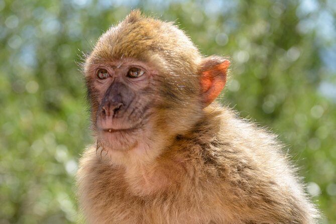 SHORE EXCURSION 3hrs Tunnel Tour - The Nature of Gibraltar: The Rock and the Macaques