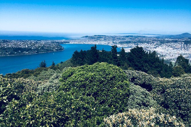 Shore Excursion: Dunedin City, Otago Peninsula, Castle Gardens & Olveston Tour - Authenticity & Personal Touches