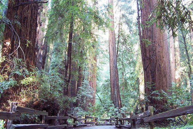 Shore Excursion: Guided Tour to Muir Woods with Roundtrip Journey - What Reviewers Say