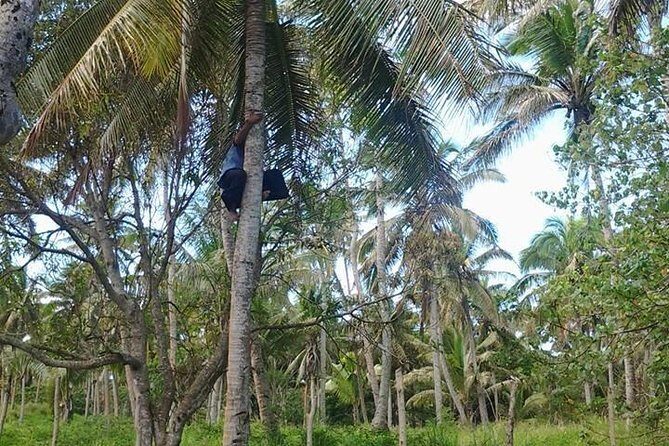 Shore Excursion: Half-Day Anahulu Cave and Cultural Tour - What Travelers Should Know