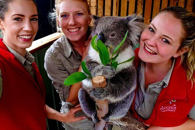 Shore Excursion Melbourne, Sights, Kangaroos, Koalas Lunch & Wine - Review Highlights & Authentic Perspectives