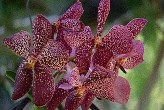 Shore Excursion-Nadi Mudpools,Sleeping Giants Gardens,Markets, Temple & Shopping - FAQ