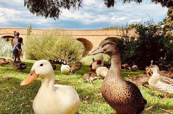 Shore Excursion - nipaluna (Hobart) Highlights - FAQs