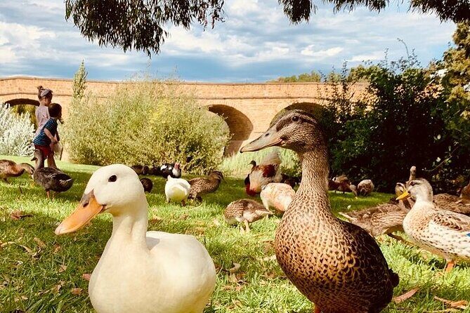 Shore Excursion: Nipaluna (Hobart) Highlights - The Sum Up: Who Should Book This Tour?