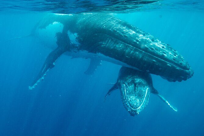 Shore Excursion: Nuku'alofa City Tour - Final Thoughts