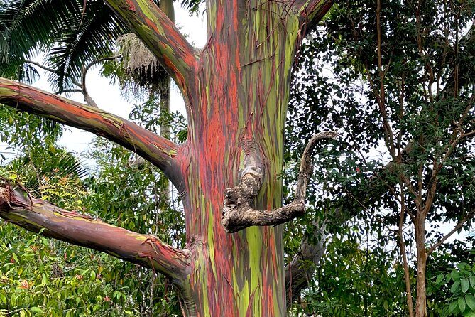 Shore Excursion of Maui - Analyzing the Route and Its Highlights