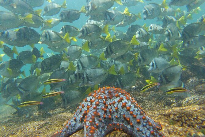 Shore Excursion Premium Family Snorkeling Experience - Final Thoughts: Is This Tour Right for You?