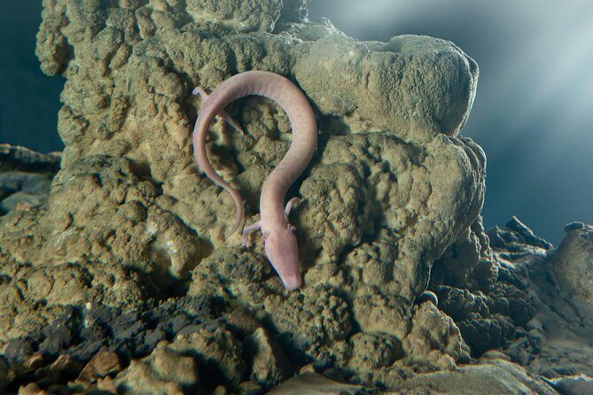 Shore Excursion to Postojna Cave - Slovenia's famous attraction - Final Thoughts: Who Should Consider This Tour?