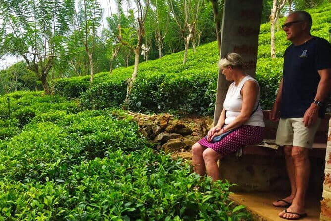 Shore Excursions Tea Plantation from Colombo Port Passenger Jetty - Key Points