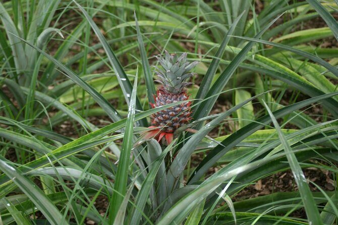 Shore Excursions to the volcano and crater of Lagoa das Sete Cidades - Who Will Love This Tour?