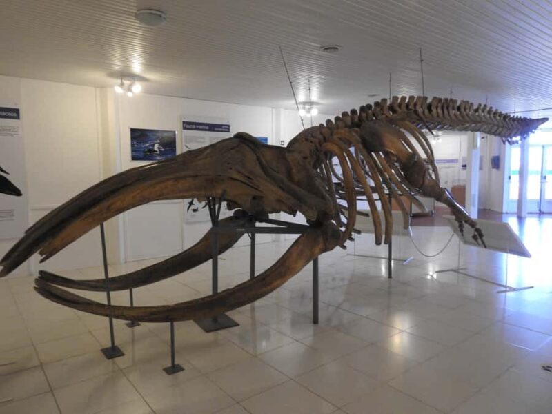 Shore Tours Peninsula Valdes Puerto Madryn Cruise Passengers - Transportation and Group Size