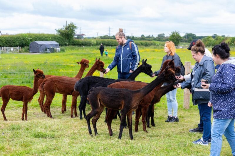 Shropshire: Alpaca Meet & Greet Intimate Alpaca Experience - Who Would Enjoy This Best?