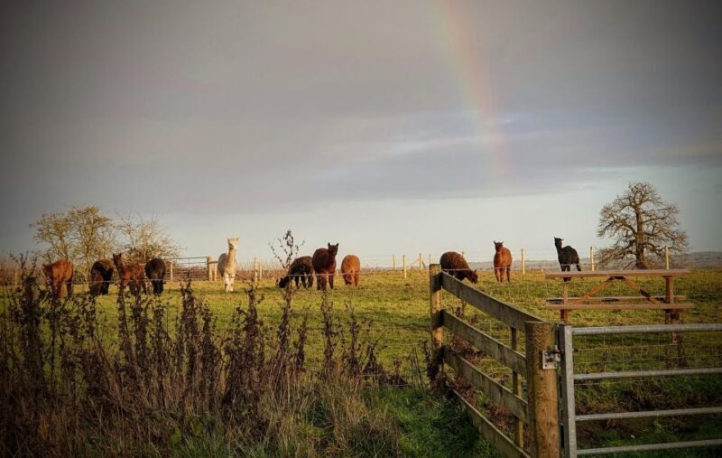 Shropshire: Alpaca Meet & Greet Intimate Alpaca Experience - FAQ