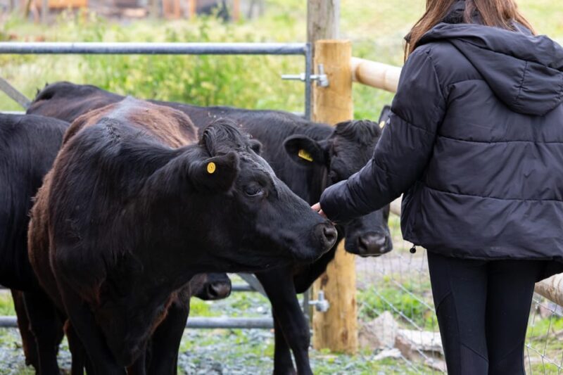 Shropshire: Meet the Mini Moos Cow Cuddling Experience - Key Points