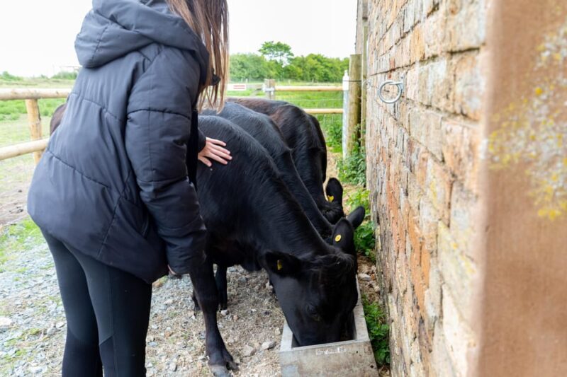 Shropshire: Meet the Mini Moos Cow Cuddling Experience - What You Can Expect from the Mini Moos Cow Cuddling Experience