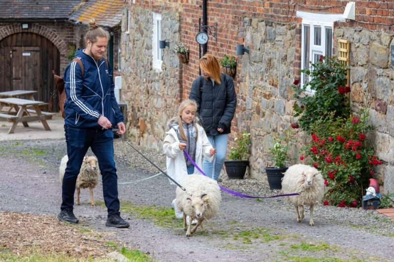 Shropshire: Sheep Trek with the Smallest Sheep in the World - Key Points