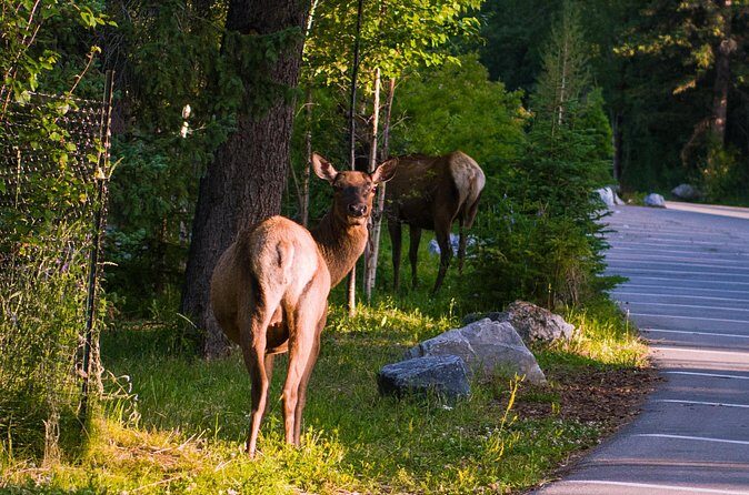 Shuttle Service between Canmore, Banff, Moraine Lake, Lake Louise - Final Verdict