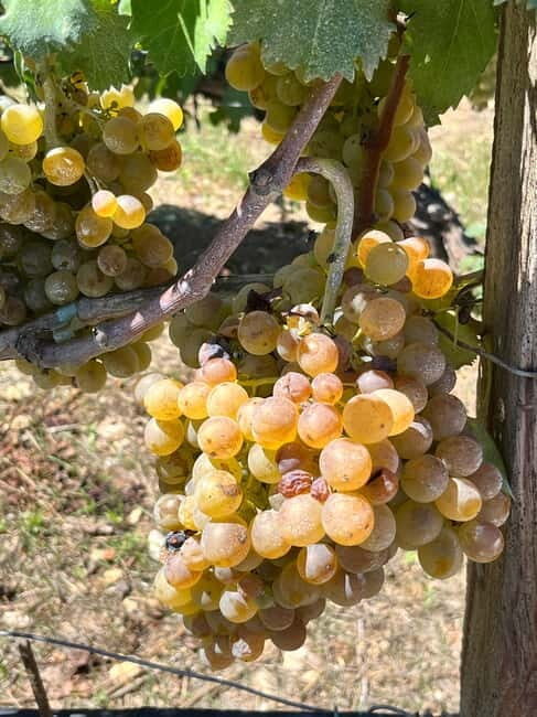 Shuttle & Wine Experience at Lyrarakis Winery - Upgrading the Experience: Extended Tasting and Local Delicacies